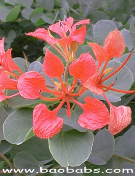 Bauhinia galpinii